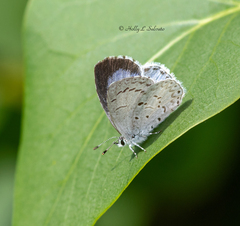 Celastrina serotina