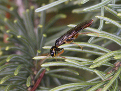Cephalciinae