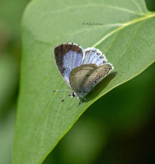 Celastrina serotina