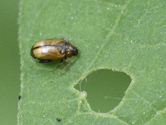 Psylliodes affinis