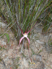 Caladenia polychroma