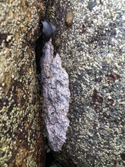 Chamberlainium tumidum