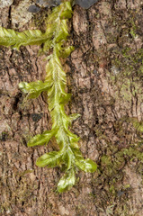 Orthorrhynchium elegans