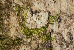 Orthorrhynchium elegans