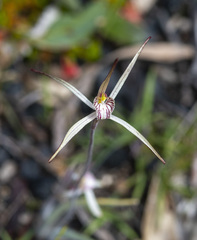 Caladenia polychroma