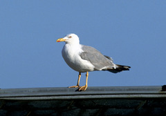 Larus michahellis