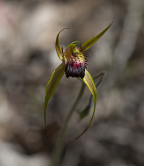 Caladenia paludosa