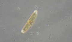 Cymbella
