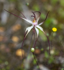 Caladenia polychroma