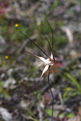Caladenia polychroma