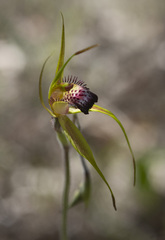 Caladenia paludosa
