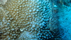 Montipora verrucosa