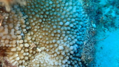 Montipora verrucosa