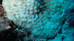 Turbinaria stellulata
