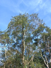 Piptadenia gonoacantha