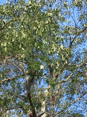 Piptadenia gonoacantha