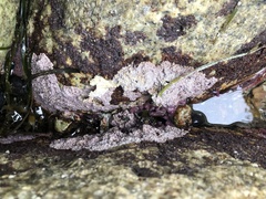 Chamberlainium tumidum