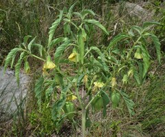 Physalis longifolia longifolia