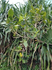 Ficus cumingii terminalifolia