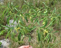 Physalis longifolia longifolia