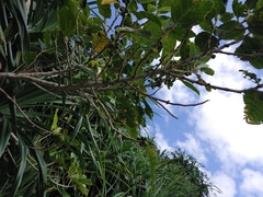 Ficus cumingii terminalifolia