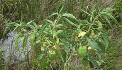Physalis longifolia longifolia