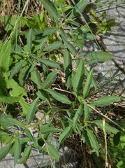 Physalis longifolia longifolia