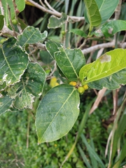 Ficus cumingii terminalifolia