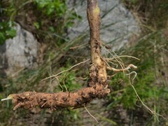 Physalis longifolia longifolia
