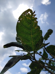 Ficus cumingii terminalifolia