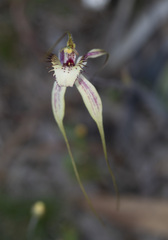 Caladenia × cala