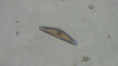 Cymbella
