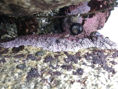 Chamberlainium tumidum