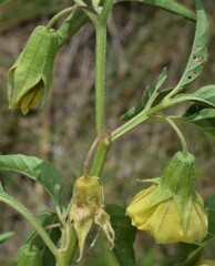Physalis longifolia longifolia