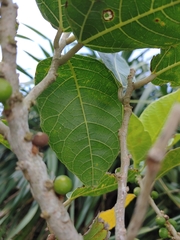 Ficus cumingii terminalifolia