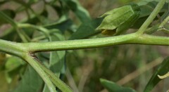 Physalis longifolia longifolia