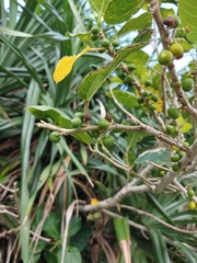 Ficus cumingii terminalifolia