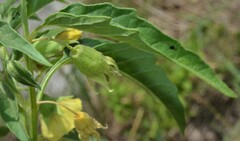 Physalis longifolia longifolia