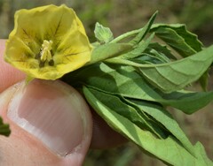 Physalis longifolia longifolia