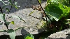 Podarcis muralis