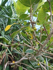 Ficus cumingii terminalifolia
