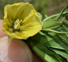 Physalis longifolia longifolia