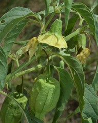 Physalis longifolia longifolia