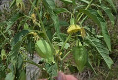 Physalis longifolia longifolia