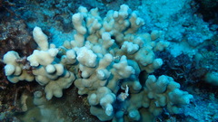 Porites deformis