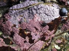 Chamberlainium tumidum