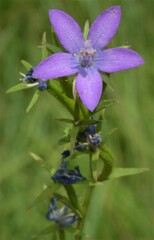 Triodanis leptocarpa