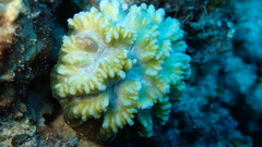 Oulophyllia crispa