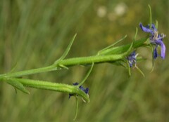 Triodanis leptocarpa