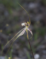 Caladenia × cala
